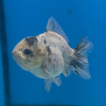 Thai Oranda Panda Silver 2.5” Female(FEB-700)R3B13