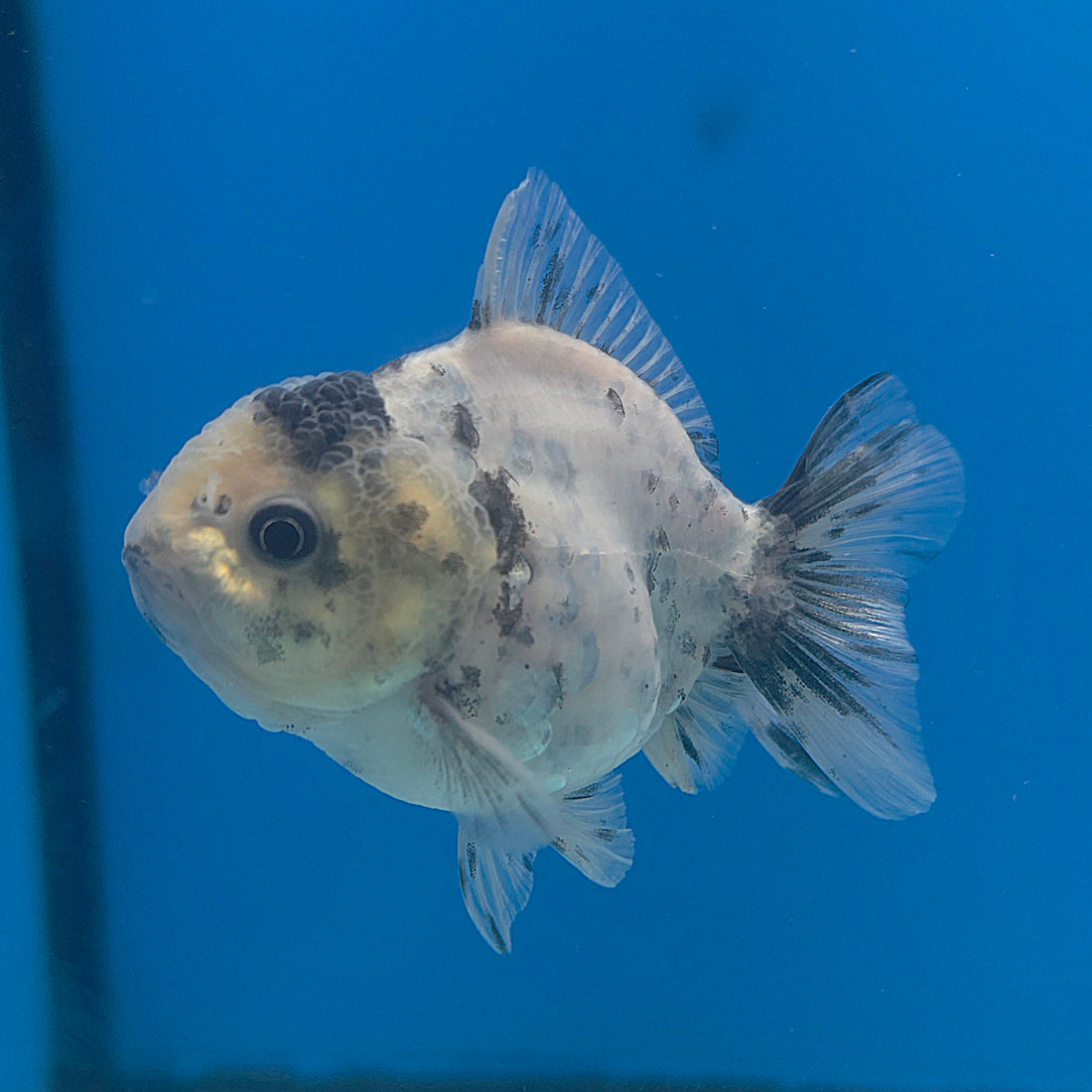 Thai Oranda Panda Silver 2.5” Female(FEB-700)R3B13