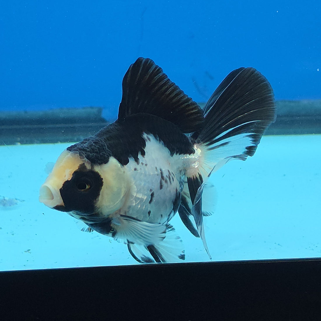 Thai Oranda Panda 2.8 in Body Female (FEB-528)R3A06