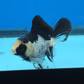 Thai Oranda Panda 2.8 in Body Female (FEB-528)R3A06