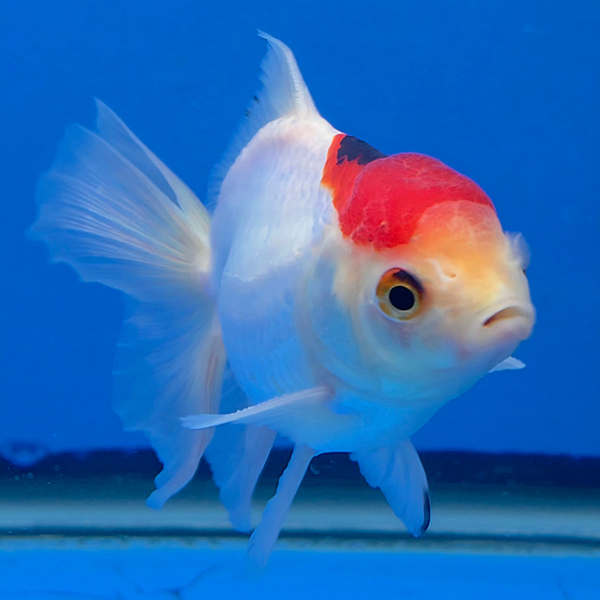 Thai Oranda Red Cap White 3.00 inch Body Male(FEB-841)R2B04