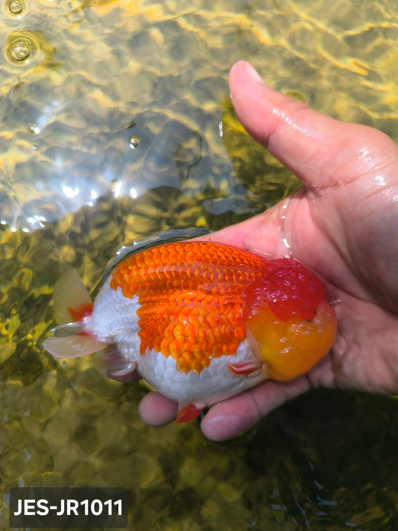 Thai Dragon Head Ranchu Red & White 4.00 inch Body (JES-JR1011)