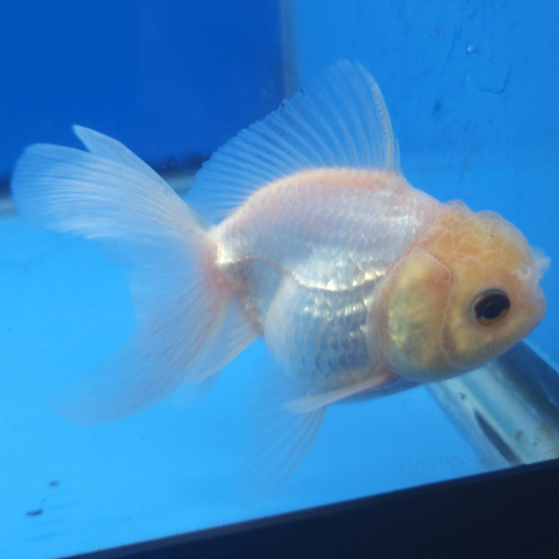Thai Oranda White Lemonhead Platinum 2.5” Female (FEB-361)R3B20