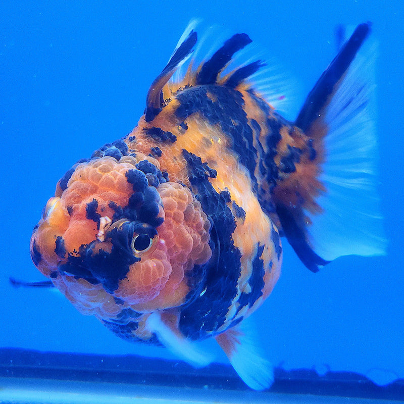 Thai Oranda Apache 3.5” Body Female(FEB-357)SHOWTANKB