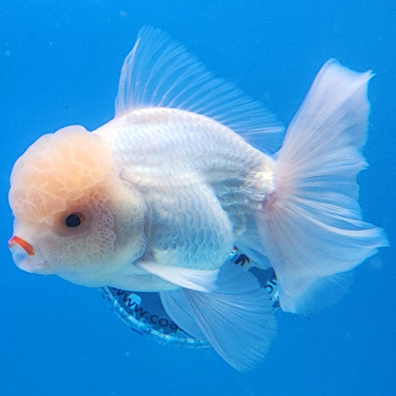 Thai Oranda Full White 3.5” Body Male(CK-1435)BLUETUB2