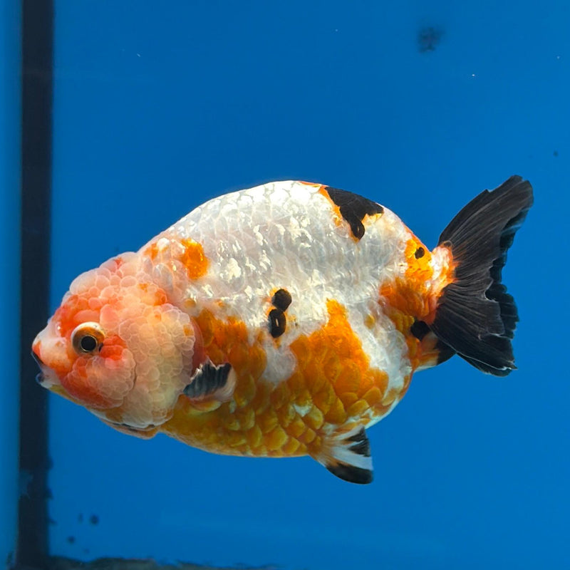 Chinese Ranchu Tri-Color Sakura 4in Male (FEB-284)BLUETUBC