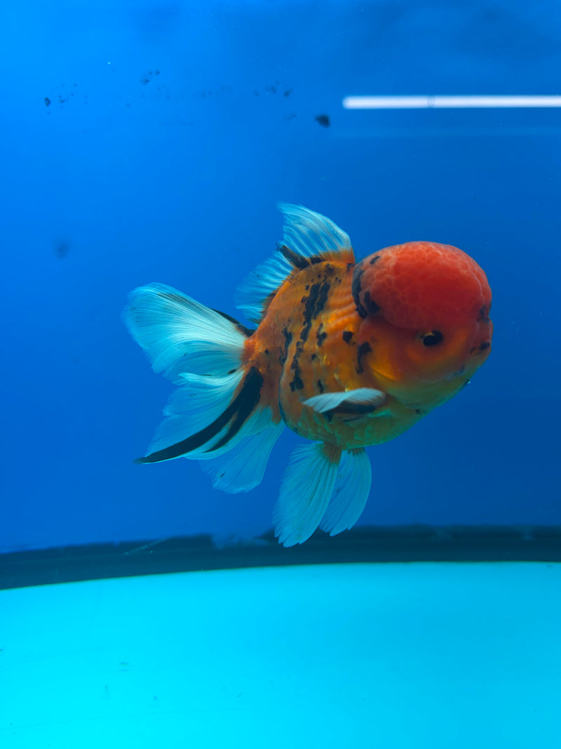 Thai Oranda Tiger Male 3.5in (FEB-453)BLUETUBA