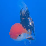 Thai Oranda Red Cap Panda 3.5" Body Female (FEB-774)R2B07