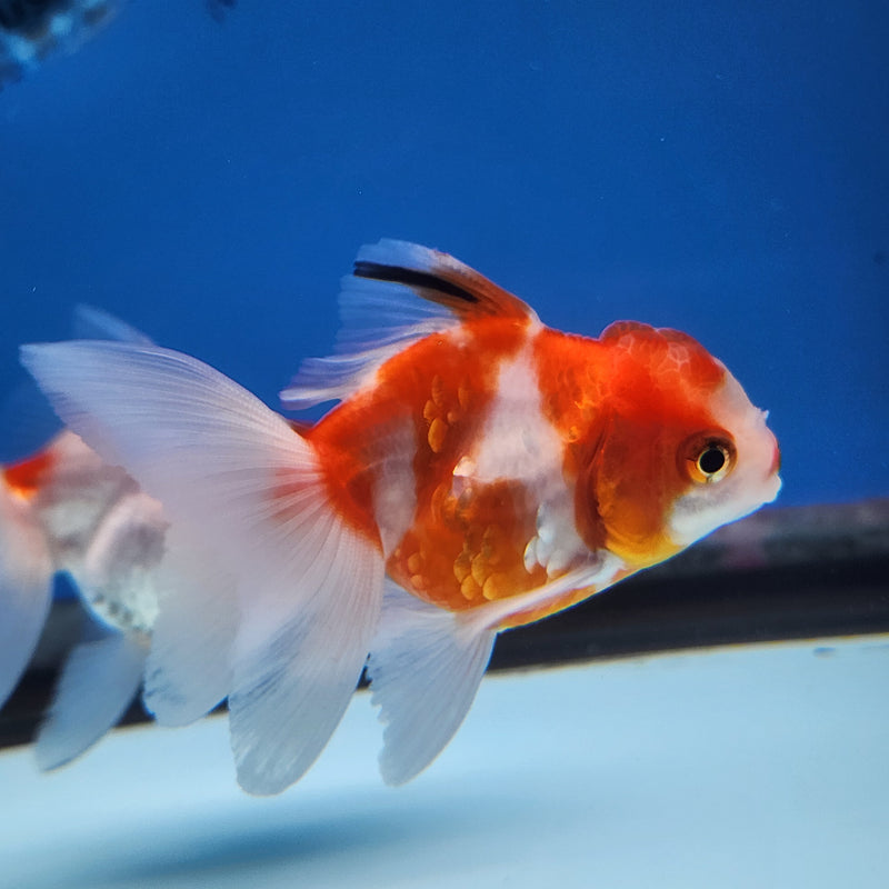 Thai Oranda Red & White Sakura 2” Body Female (FEB-172)R3A08