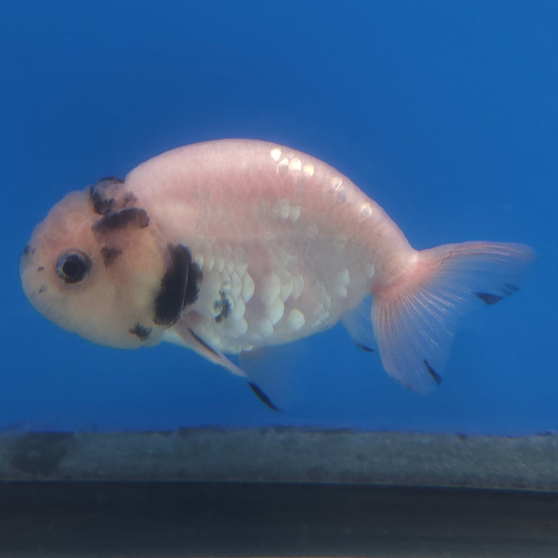 Thai Ranchu White Tiger 2.5in Female (FEB-344)R3A14