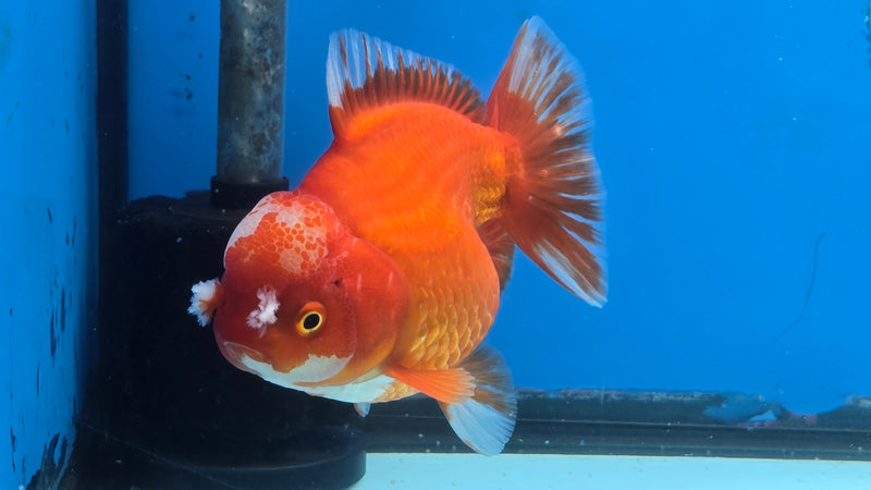 Thai Jumbo Red/White Oranda 4.50 inch Body Male Giant Breed (CRP-JO1081)BLUETUB2