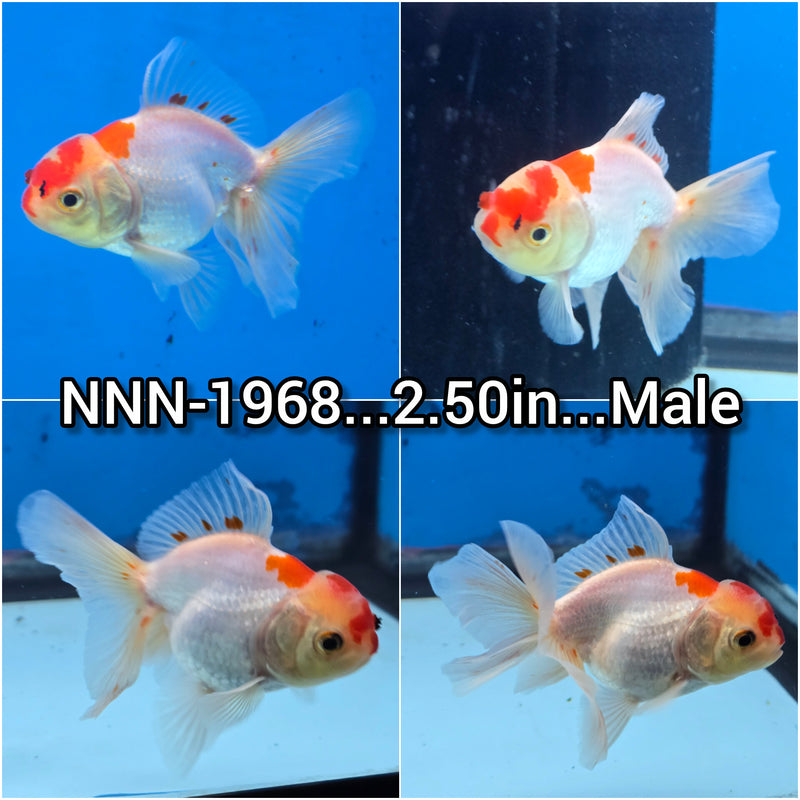 Thai Red/White Medium Breed Oranda 2.50 inch Body Male (NNN-1968)R4C02