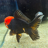 Thai Oranda Apache 3in Female (FEB-497)R2B07
