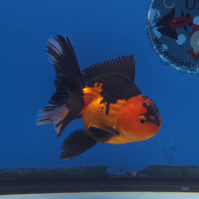 Thai Oranda Apache 3” Male (FEB-260)R3A04