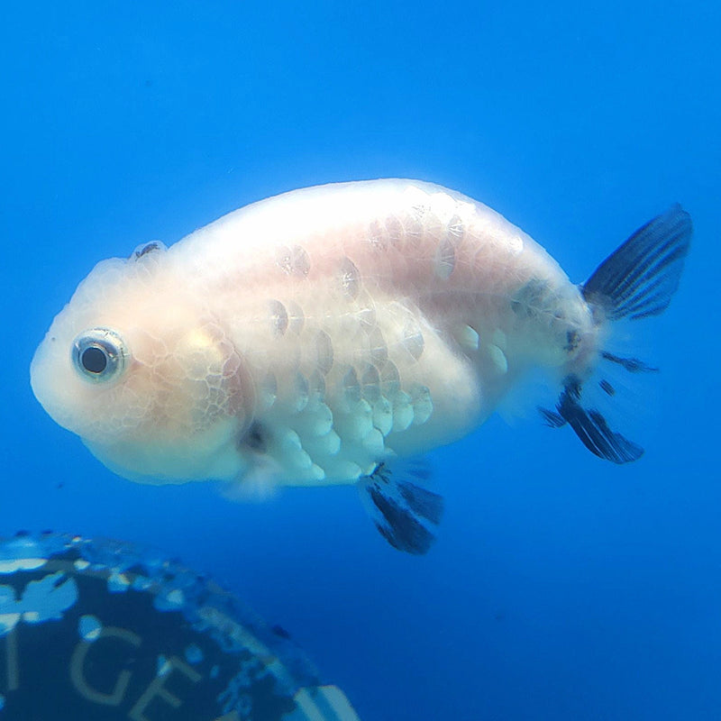 Thai Ranchu White Tiger 2.5in Female (FEB-345)R3A14