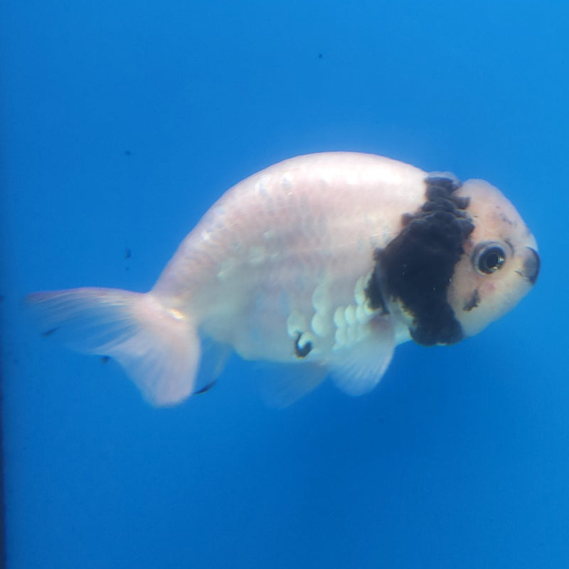 Thai Ranchu White Tiger 2.5in Female (FEB-344)R3A14