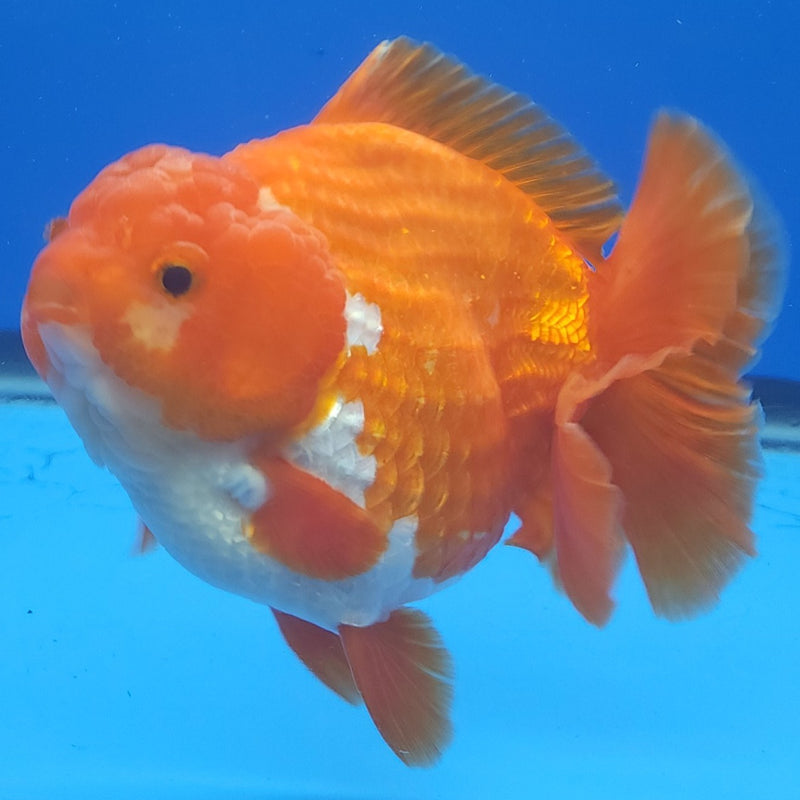 Thai Jumbo Oranda Red & White 4.5in Female (FEB-229)BLUETUB1