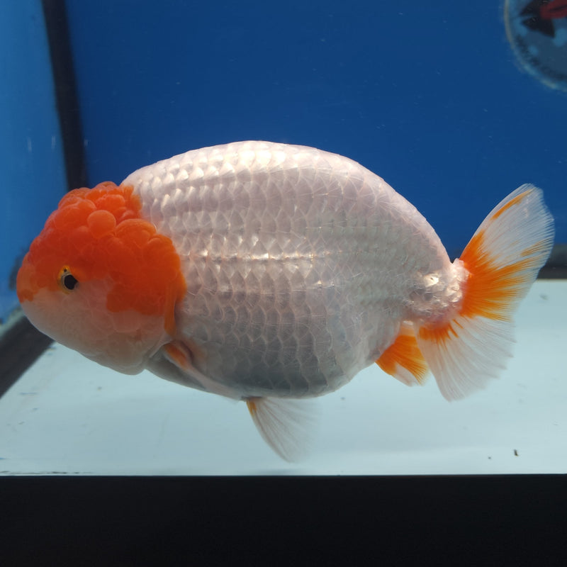 Thai Ranchu Red & White 4in Female (FEB-336)SHOWTANK2