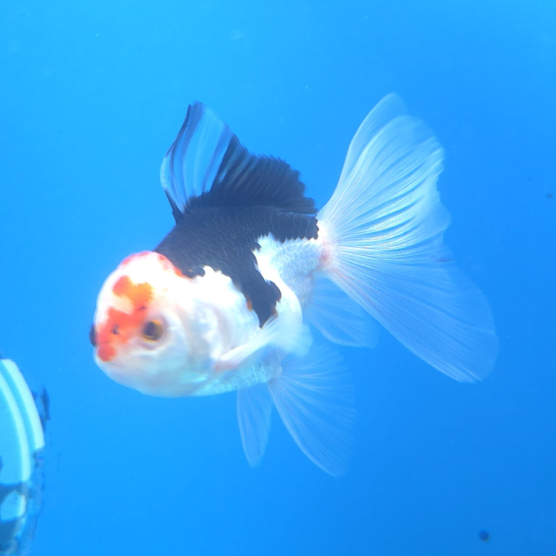 Thai Oranda Tri-Color 2.5” Male(FEB-668)R3B03