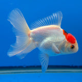 Thai Oranda Red Cap White 3.00 inch Body Male(FEB-841)R2B04