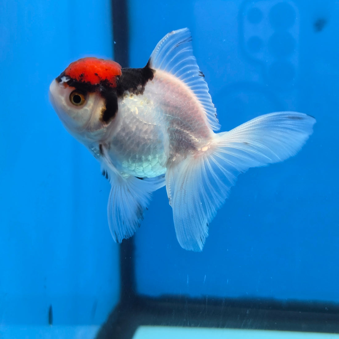 Thai Oranda Red Cap Panda Short body breed 2.5" Body Female 6mths(FEB-564)R3B22