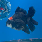 Thai Oranda Red Cap Panda 3in Female (FEB-686)R3A06