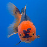 Thai Oranda Red Apache  3.80" Body Female (FEB-802)R1B04