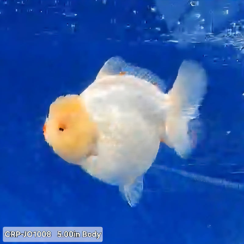 Thai Premium Jumbo Lemon Head Giant Breed 5.00 inch Body Oranda (CRP-JO1008)