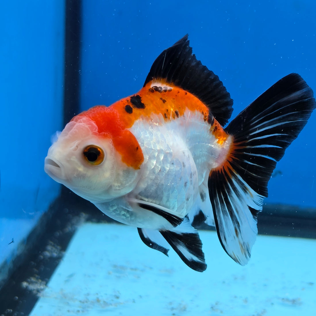 Thai Oranda Tri Color 3 in Body Female (FEB-526)R3A07