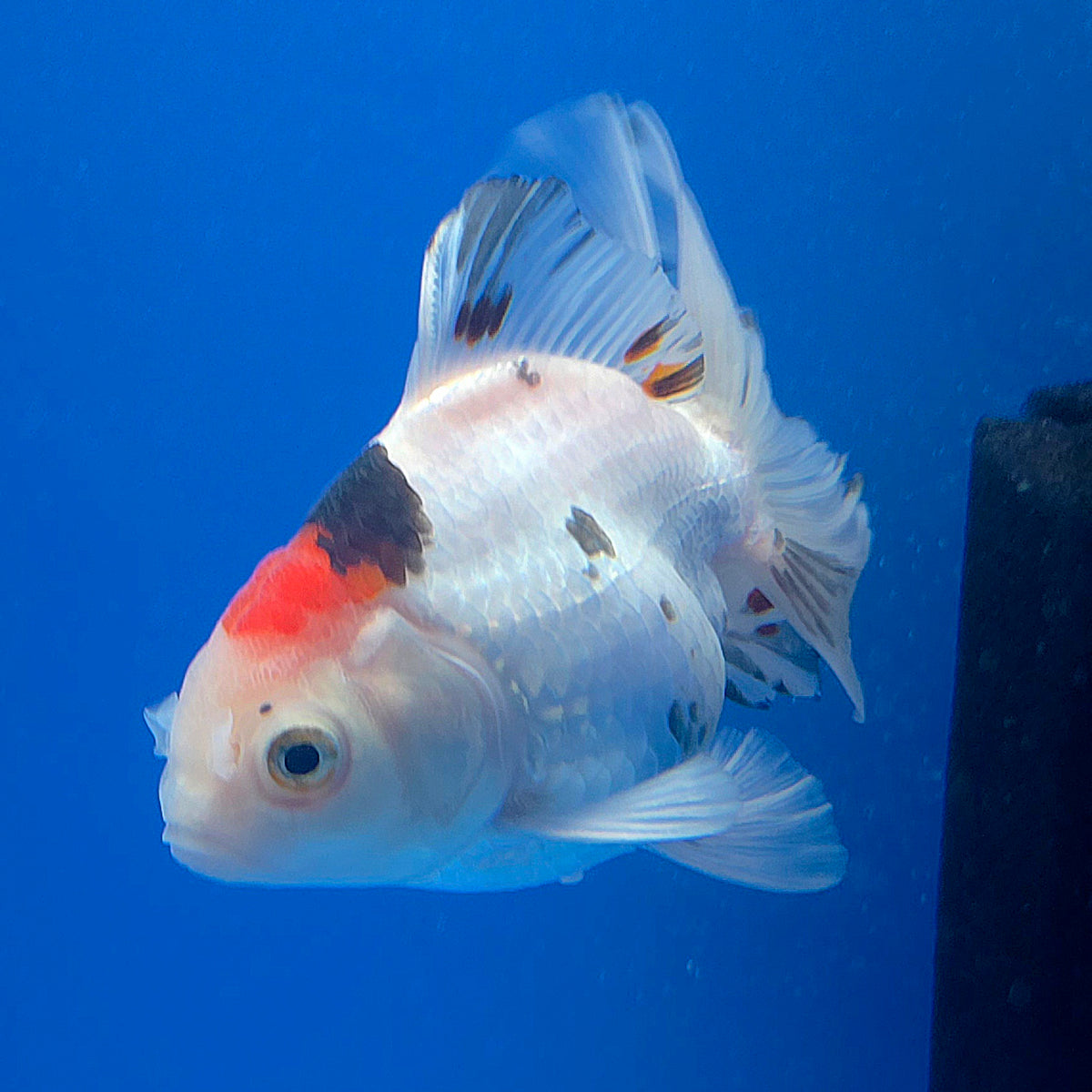 Thai Oranda Lemonhead Tri-Color/Panda 3.00" Body Female (FEB-800)R1B03