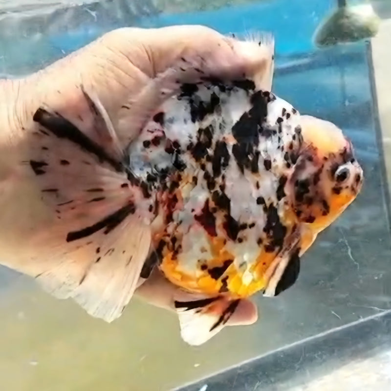 Thai Jumbo Tri Color Tiger Calico Orchid Tail Oranda by NK THAILAND 5.00 inch Body (NKT-JO2042)