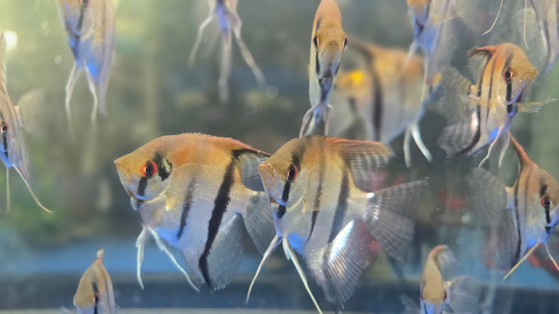 Manacapuru Angelfish Medium/LARGE 2.50"