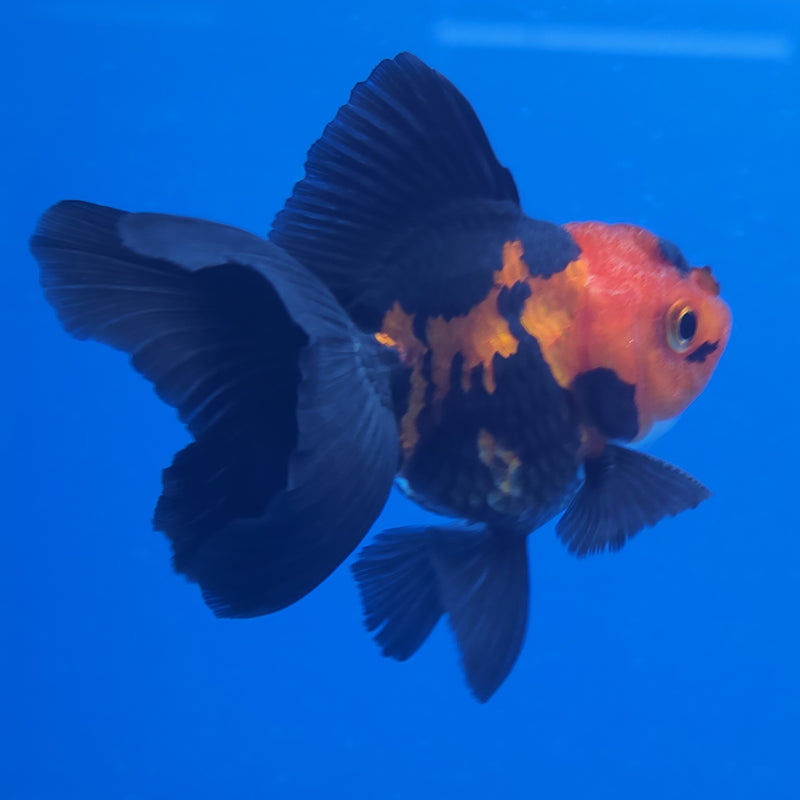 Thai Oranda Apache 2.5in Female (FEB-198)R3B07
