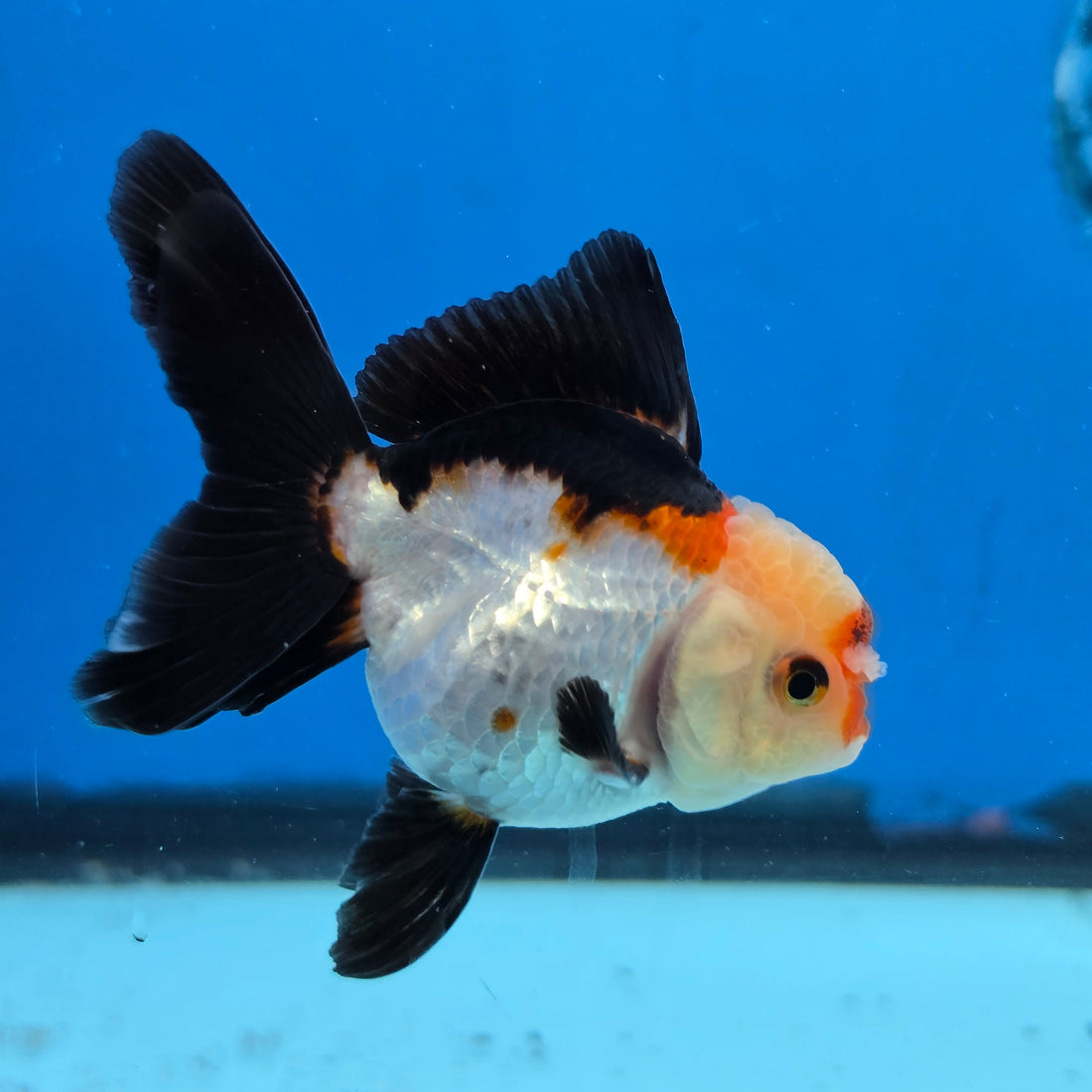 Thai Oranda Tri Color 3 in Body Female (FEB-527)R3A07