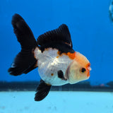 Thai Oranda Tri Color 3 in Body Female (FEB-527)R3A07