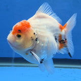 Thai Oranda Red Cap Tri color Sakuda Godzilla 4 inch Body male (G-FEB-114)BlueTubB