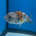 Thai Ranchu Gold/Granite Calico 2.5in Female (FEB-704)R3B18