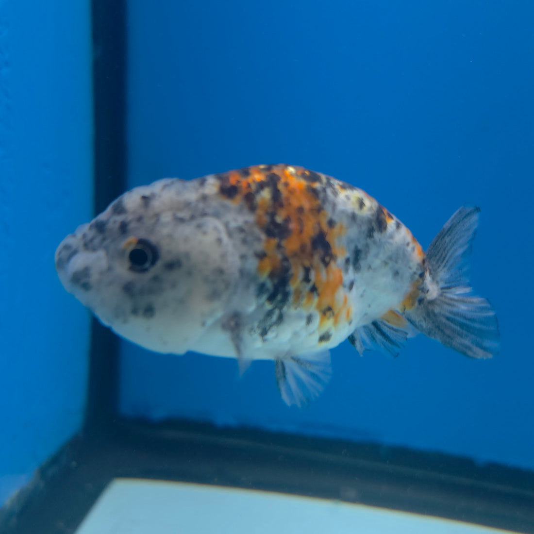 Thai Ranchu Gold/Granite Calico 2.5in Female (FEB-704)R3B18
