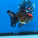 Thai Oranda Red Cap Black 4”Body Female(FEB-729)BlueTubA