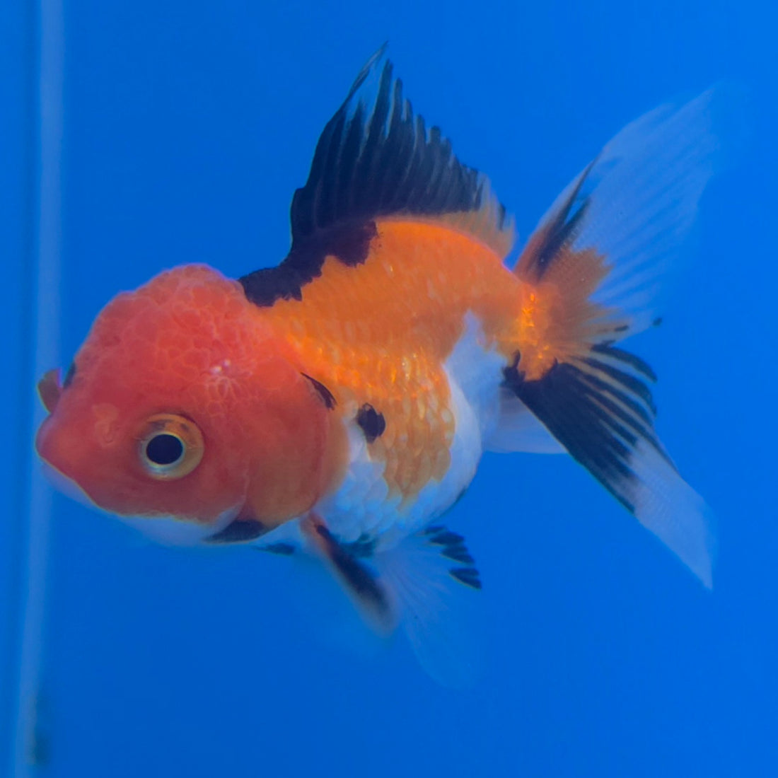 Thai Oranda Apache 2in Female (FEB-548)R3B17