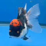 Thai Oranda Red Cap Panda 3.5" Body Female (FEB-886)R2B08