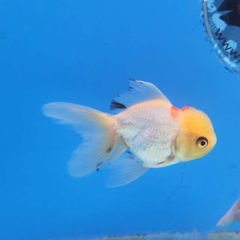 Thai Oranda Lemonhead Panda 2” Body Female (FEB-173)R3A08