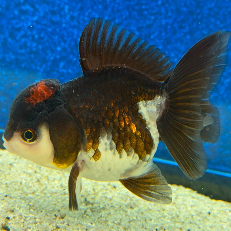 Thai Oranda Panda 2.5in Female (FEB-477)R3B17