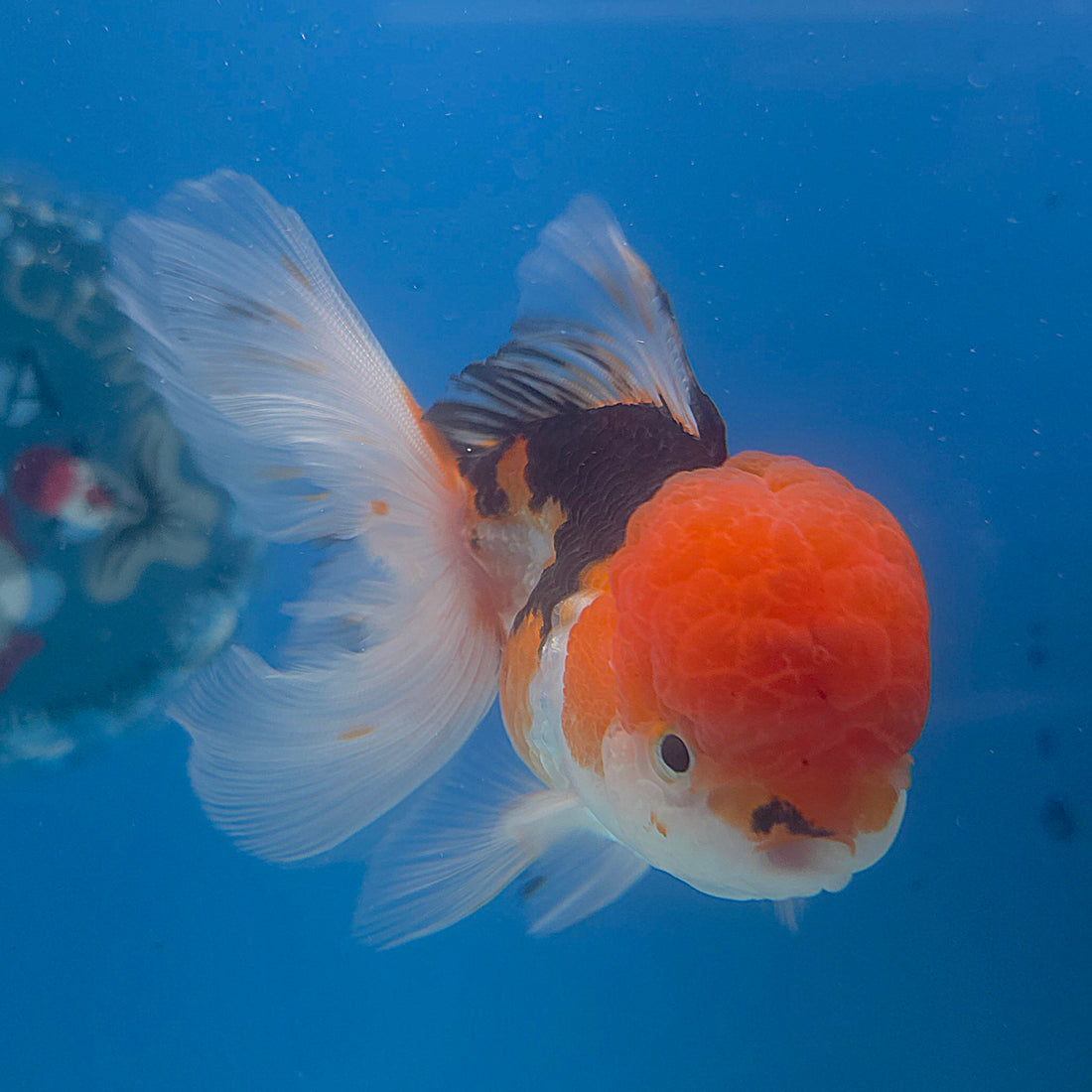 Thai Oranda Tri-Color 3.5” Female(FEB-715)R1A07