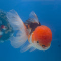 Thai Oranda Tri-Color 3.5” Female(FEB-715)R1A07