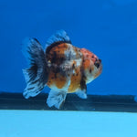 Thai Oranda Calico Shogun Farm 3" Body Female 6mths(FEB-580)R3B02