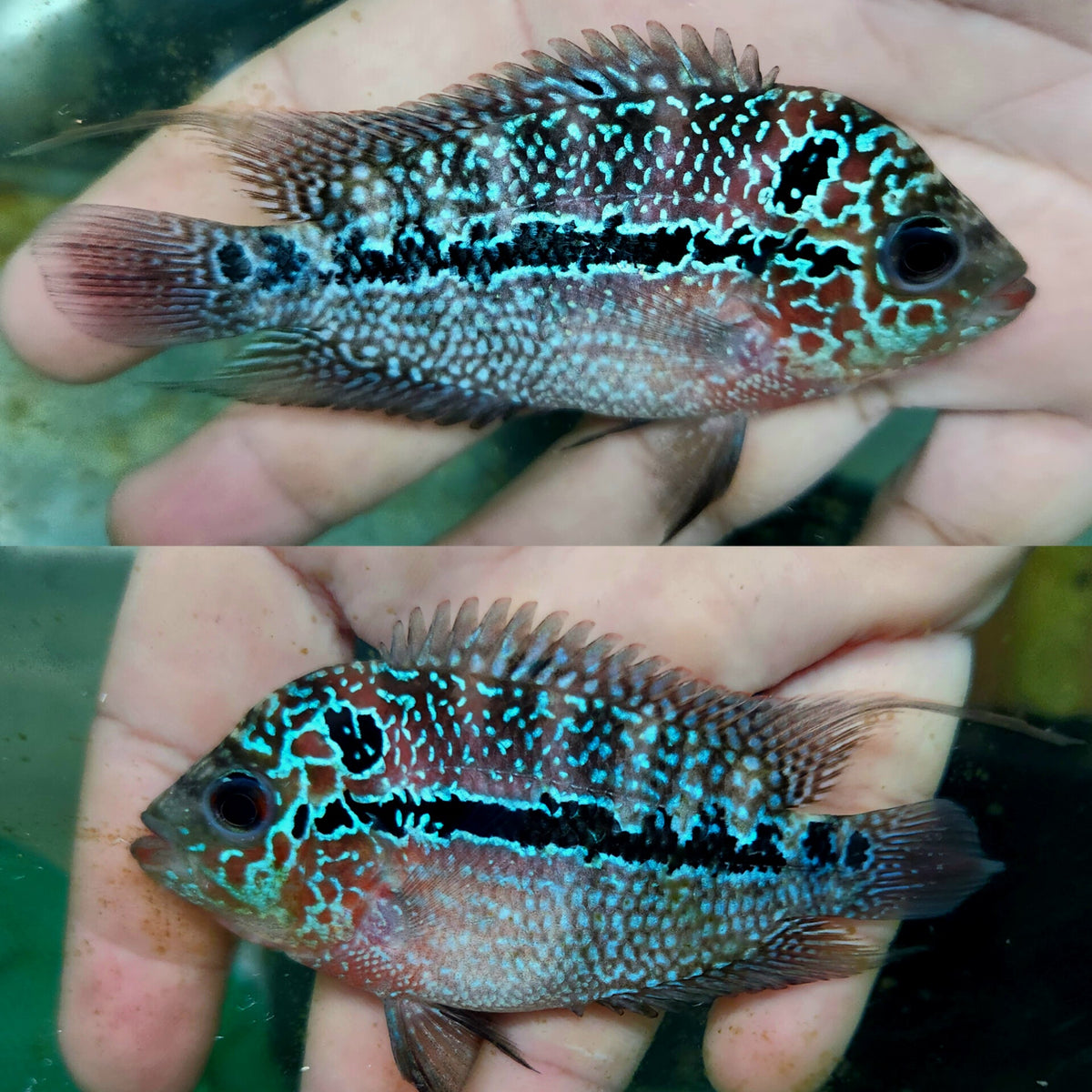 (KF-03)T170 Full Pearl Kamfa 3''