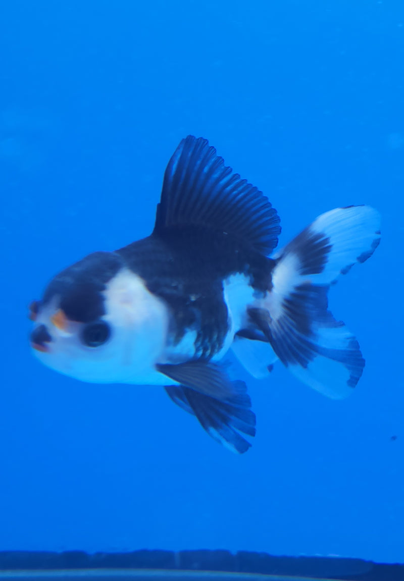 Thai Oranda White Panda Tri 2.5 F (FEB-190)R3A06