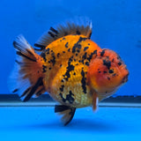 Thai Oranda Red Tiger Sakura Godzilla 5.5 inch Orchid Tail Body Female (G-FEB-105)BlueTubB