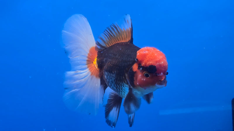 Thai Jumbo Apache Orchid Tail Oranda 4.50 inch Body Male 8 Months Age Giant Breed (NNN-3021)R1A09